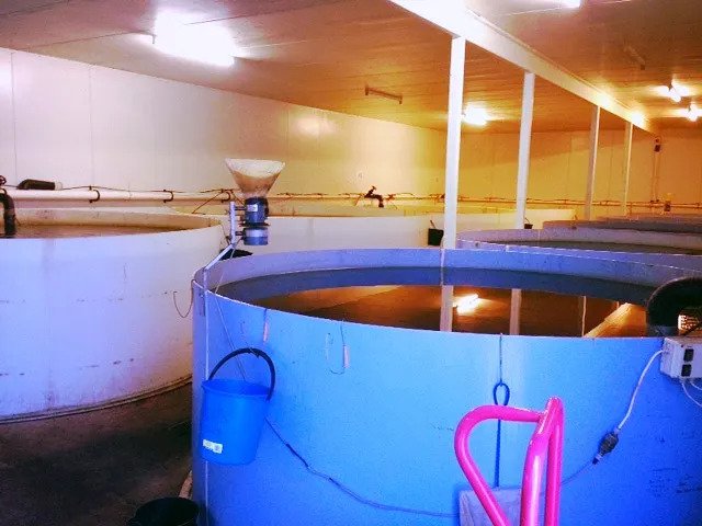 Inside 9Dorf Farm's aquaculture facility
